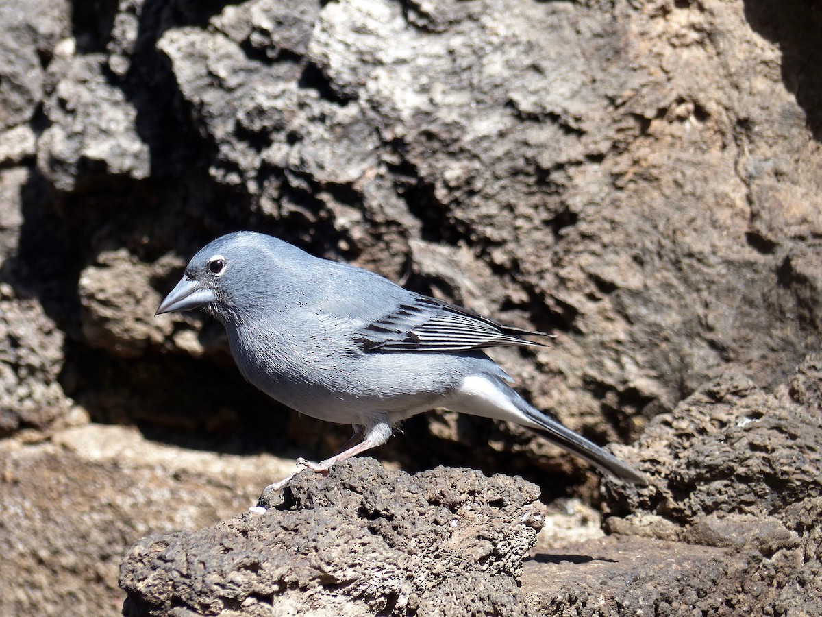 Tenerife Blue Chaffinch - ML144169351