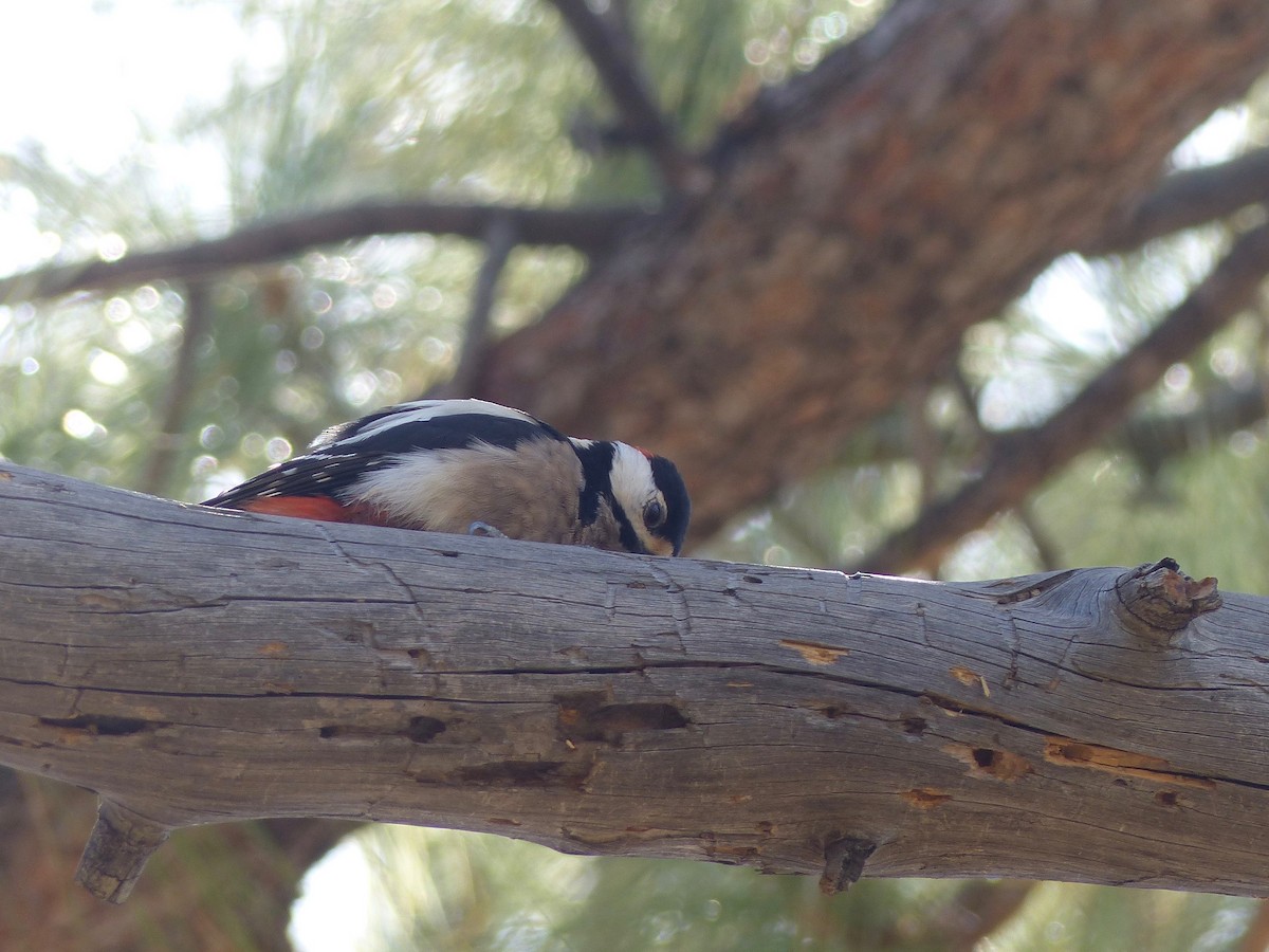 Great Spotted Woodpecker (Canarian) - ML144169371