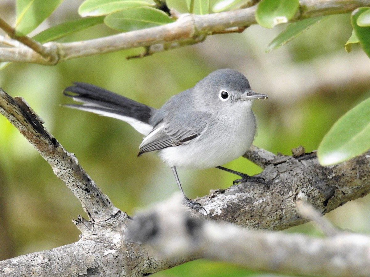 Blue-gray Gnatcatcher - ML144169701