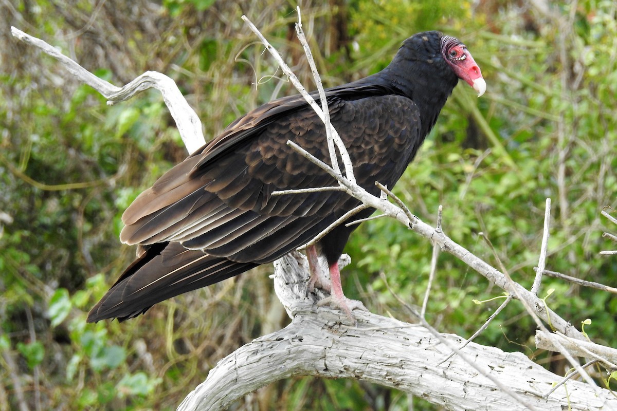 Turkey Vulture - ML144169961