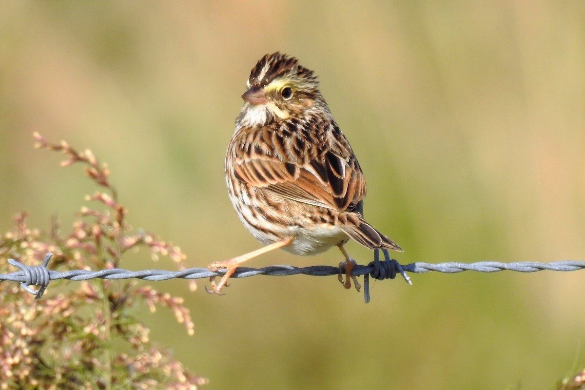 Savannah Sparrow - ML144170981