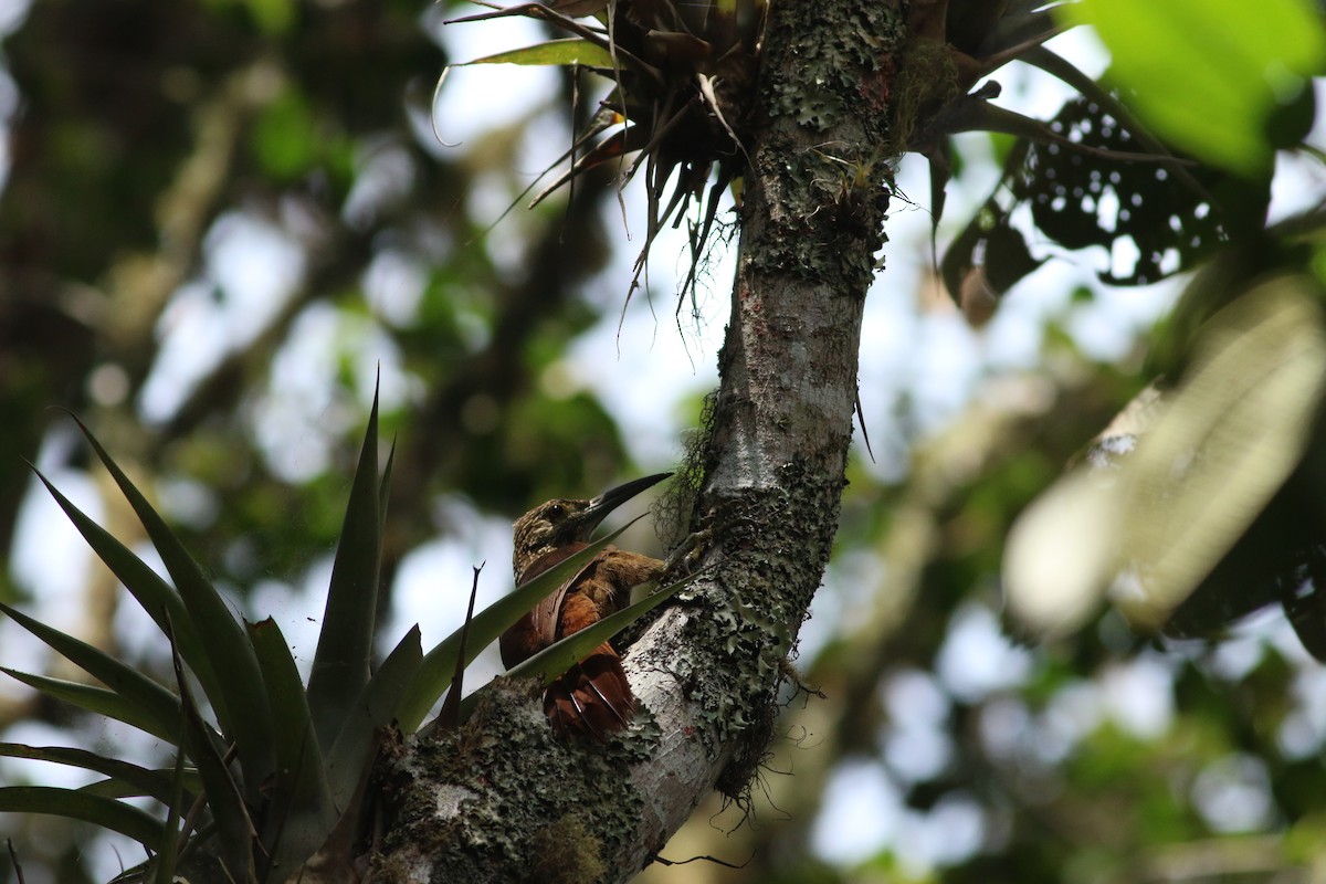 Strong-billed Woodcreeper (Andean/Northern) - ML144171101