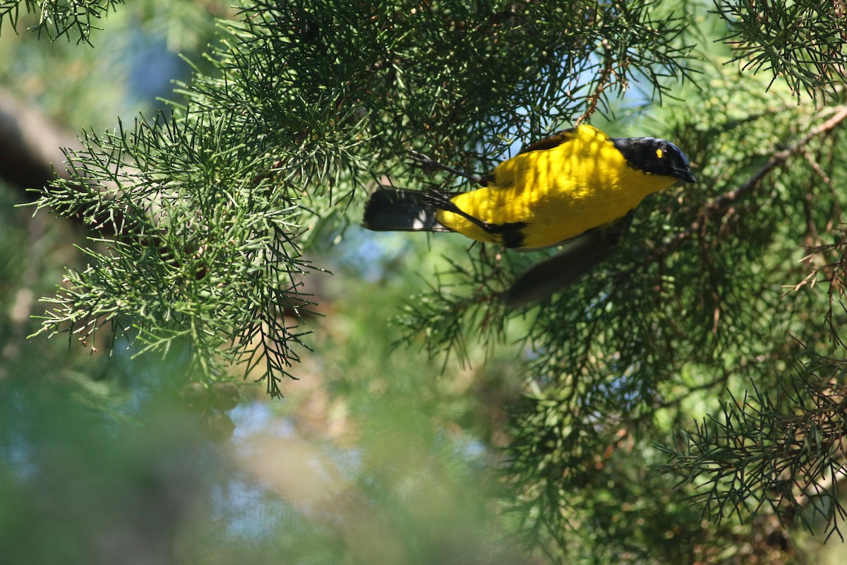 Black-cheeked Mountain Tanager - ML144171981