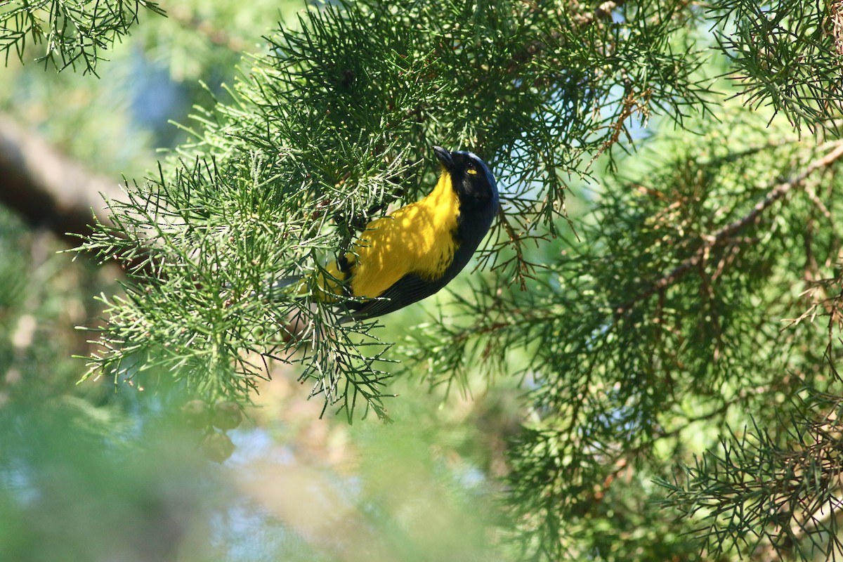 Black-cheeked Mountain Tanager - ML144172091