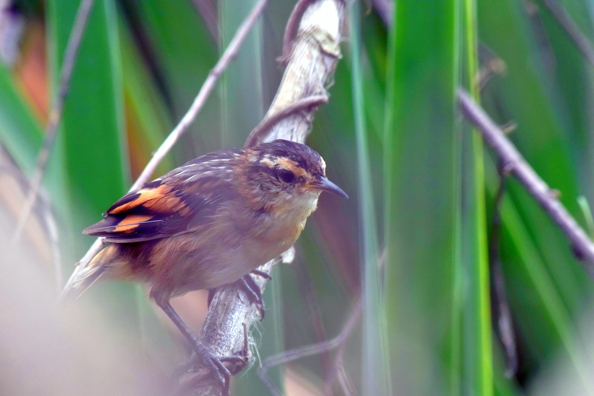 Wren-like Rushbird - ML144172401