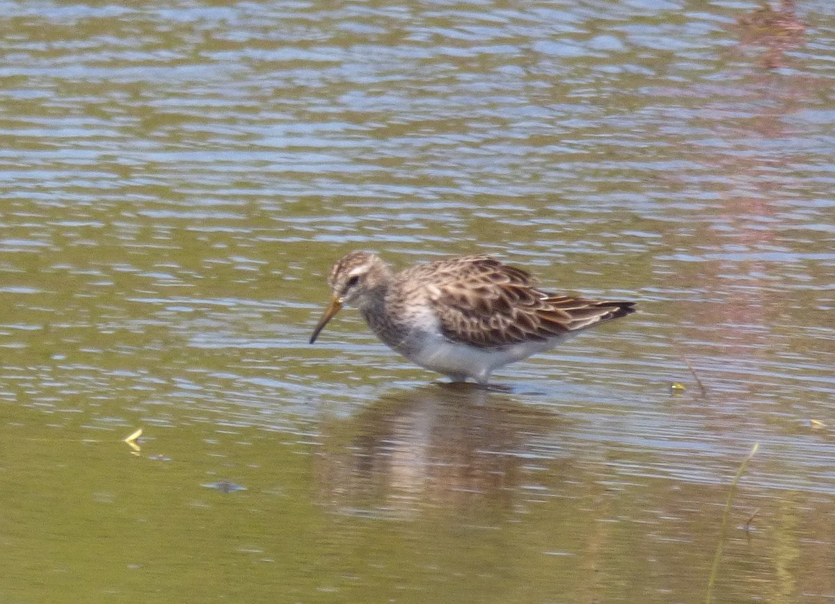 Pectoral Sandpiper - Pablo Hernan Capovilla