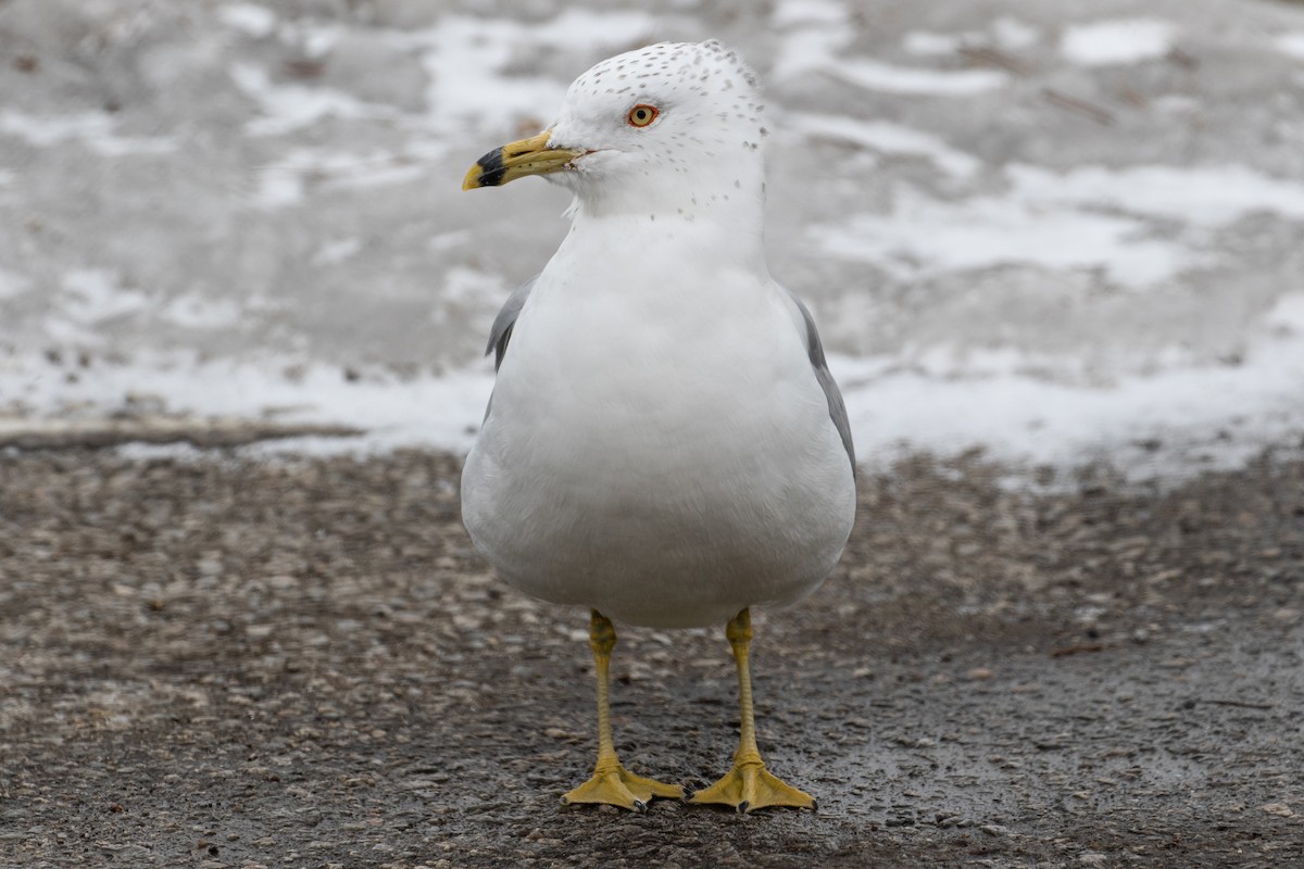 Ring-billed Gull - ML144176711