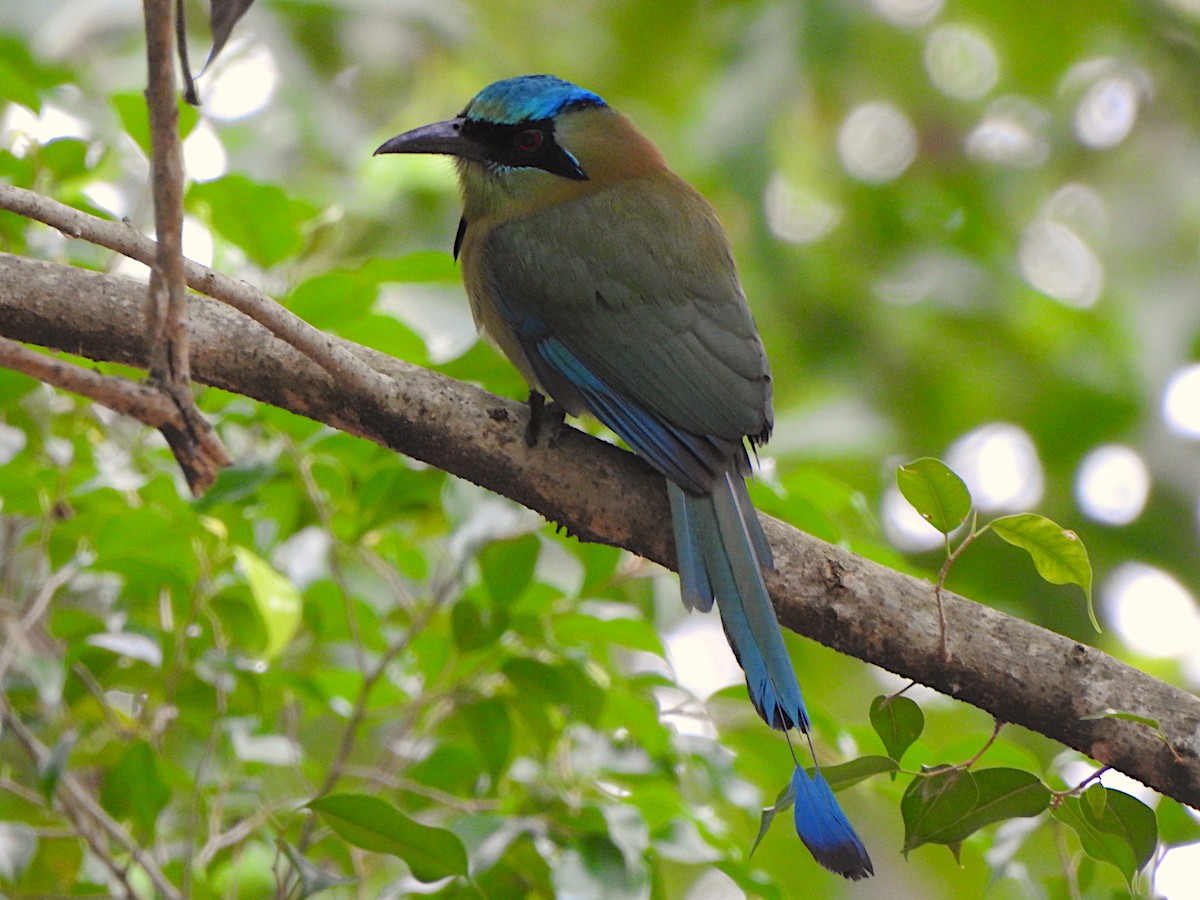 Motmot à tête bleue - ML144177241