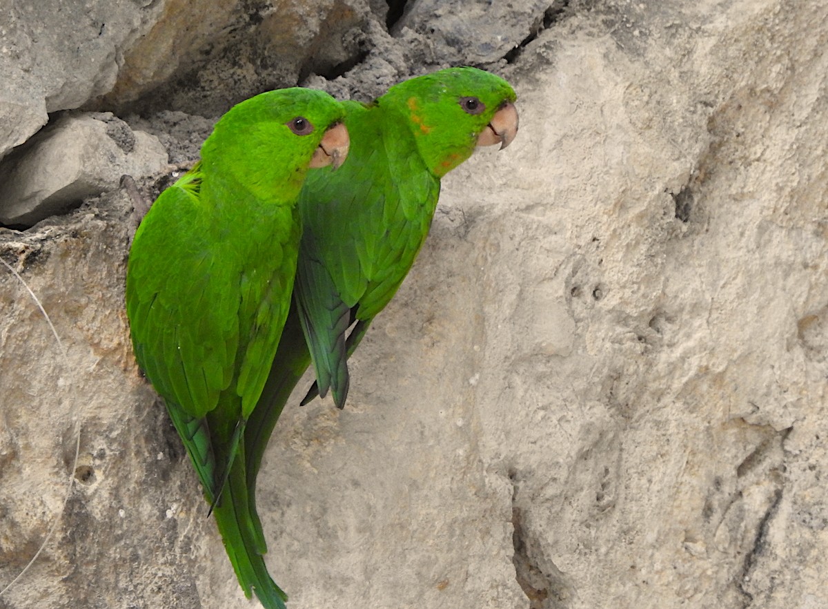Green Parakeet - ML144177891