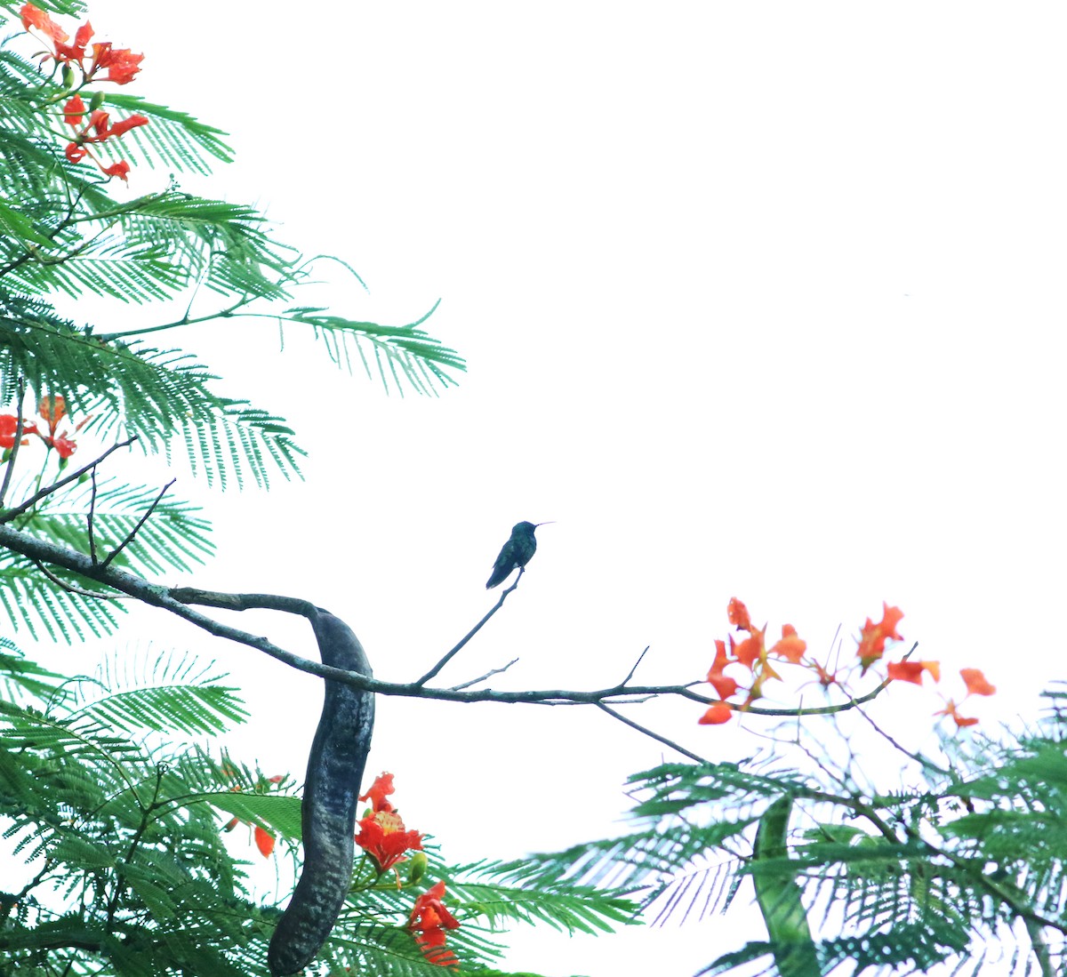 kolibřík lesklobřichý - ML144179621