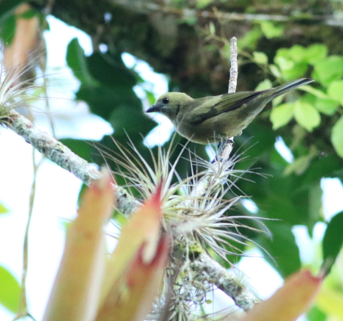 Palm Tanager - Logan Lalonde