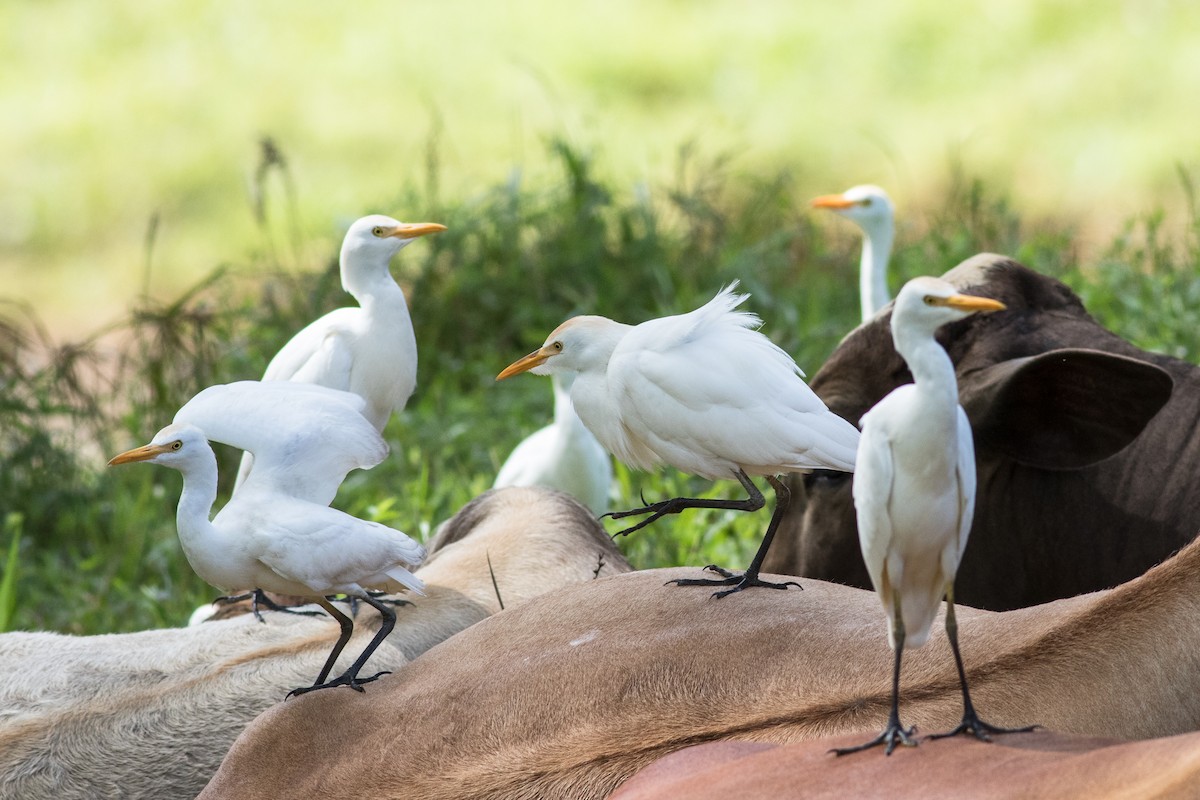 Western Cattle Egret - David Hird