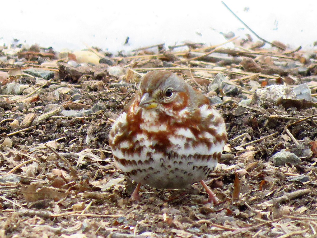 Fox Sparrow - ML144180821