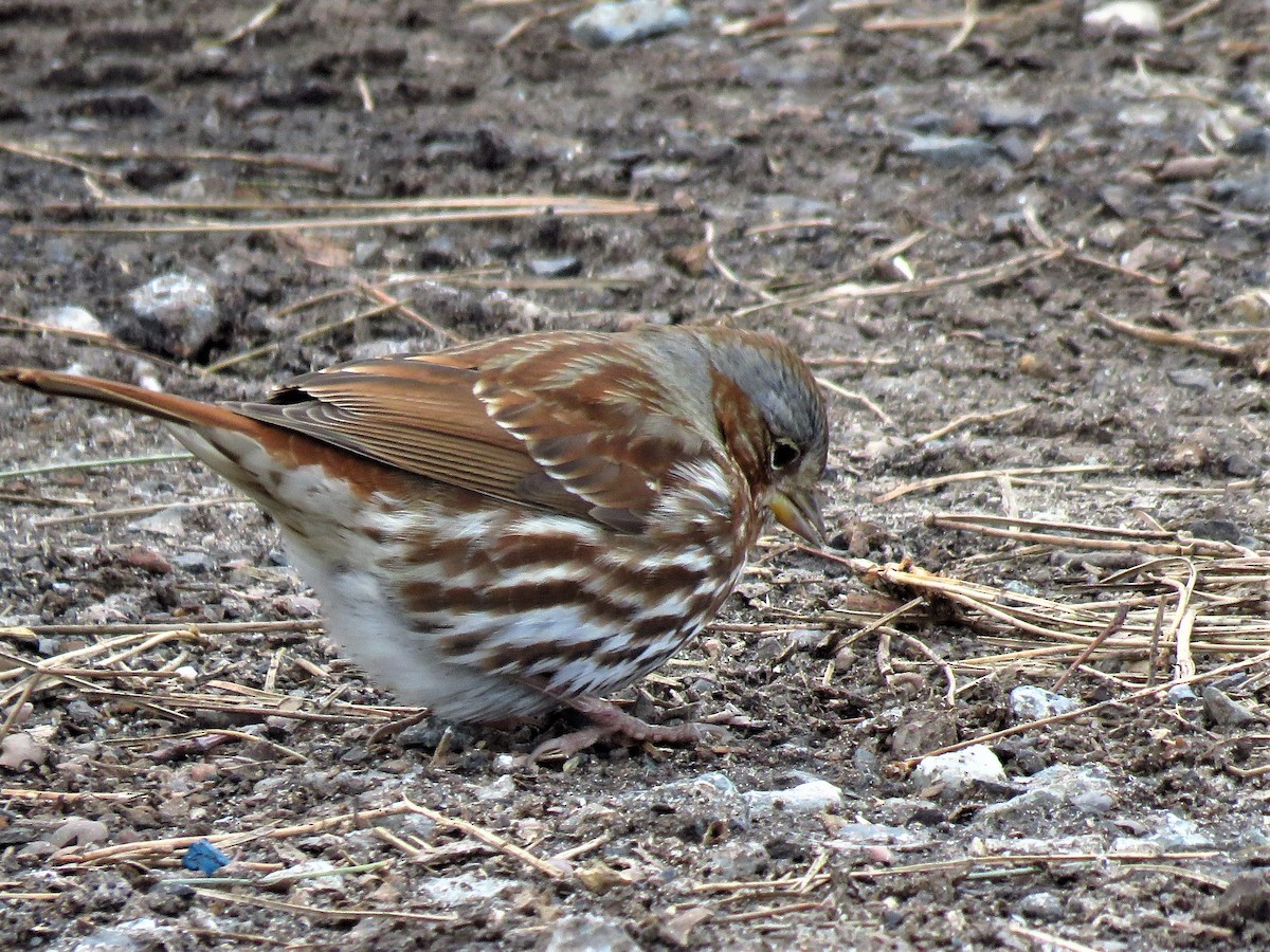 Fox Sparrow - ML144180851