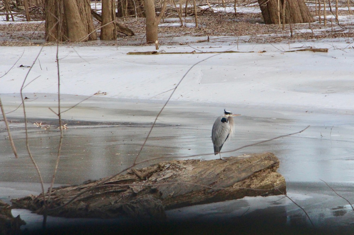 Great Blue Heron - ML144181191