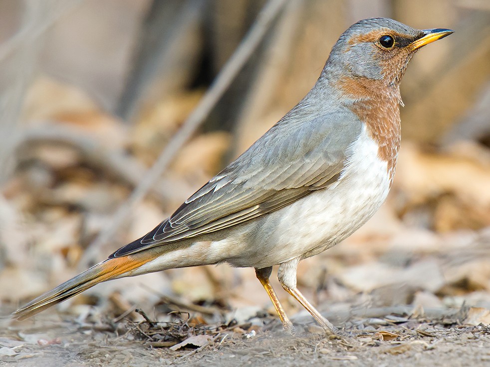 Red-throated Thrush - Turdus ruficollis - Birds of the World
