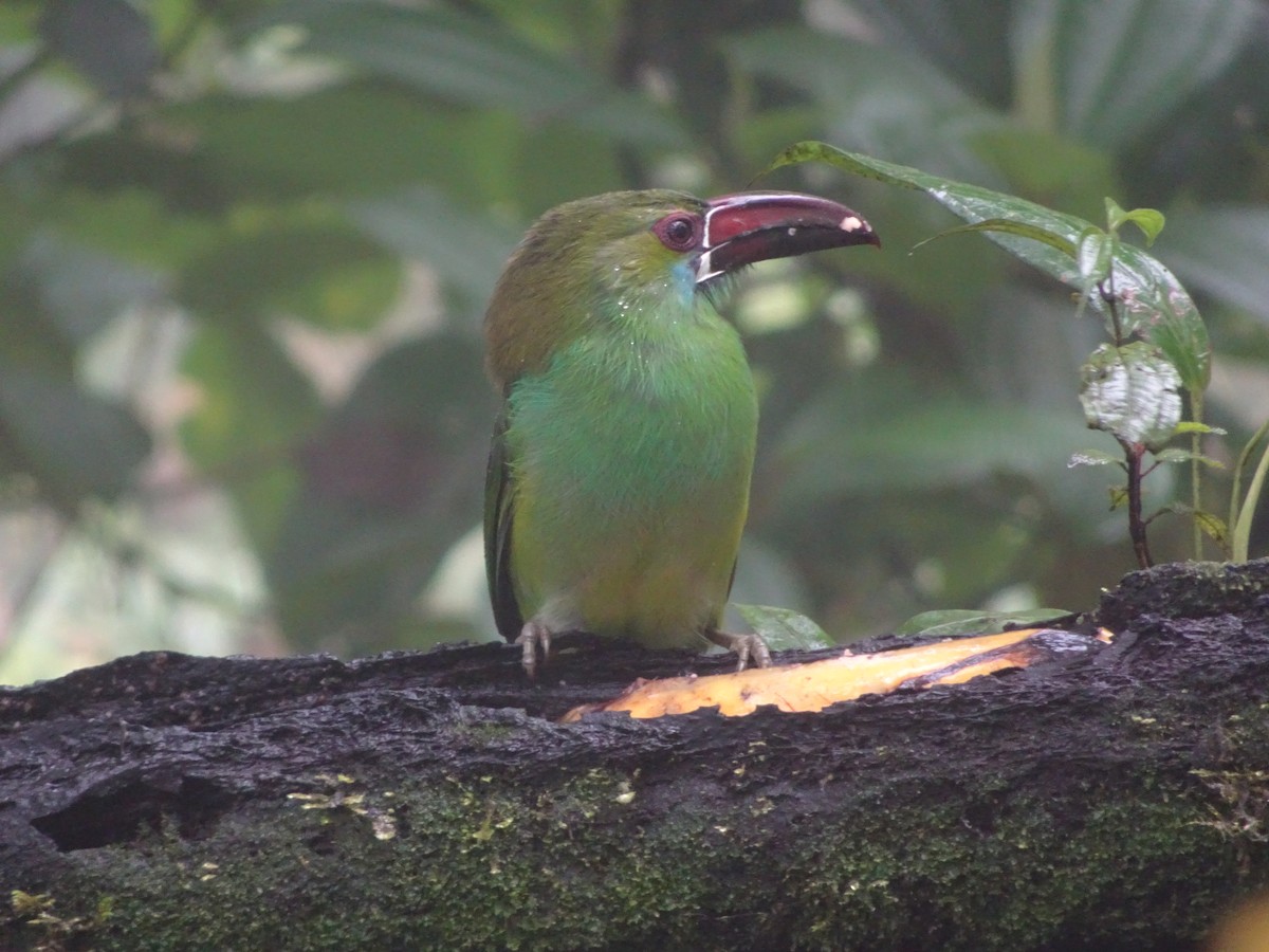 Crimson-rumped Toucanet - ML144183841