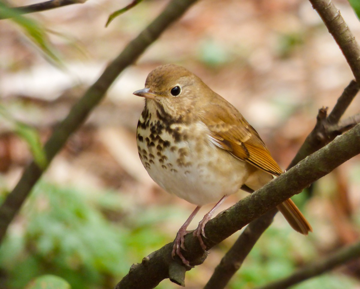 Hermit Thrush - ML144184551