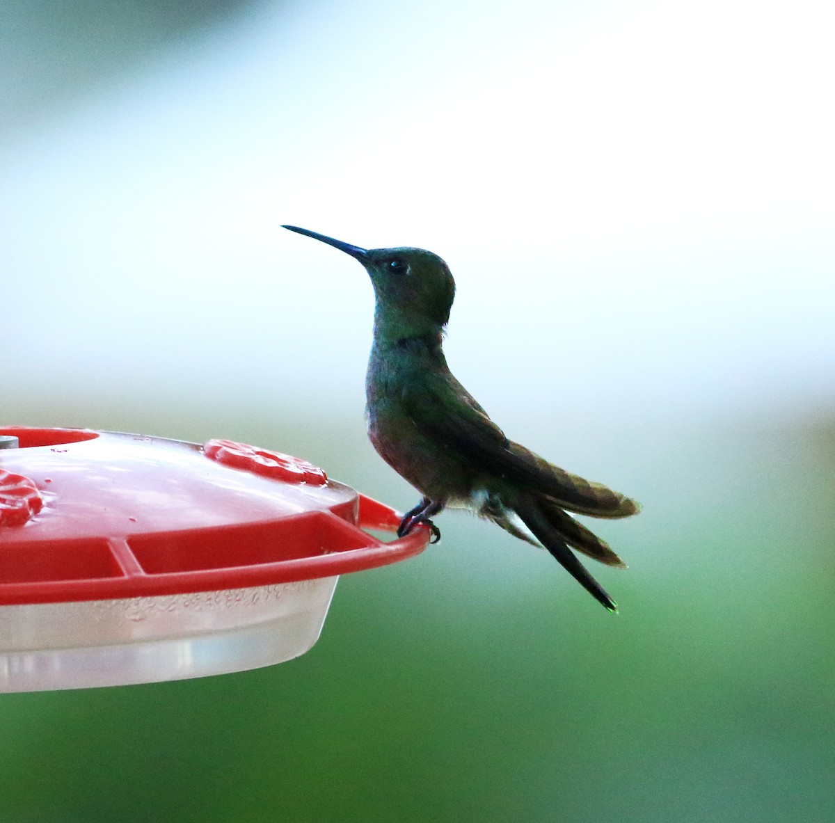 kolibřík zrcadlový - ML144184561