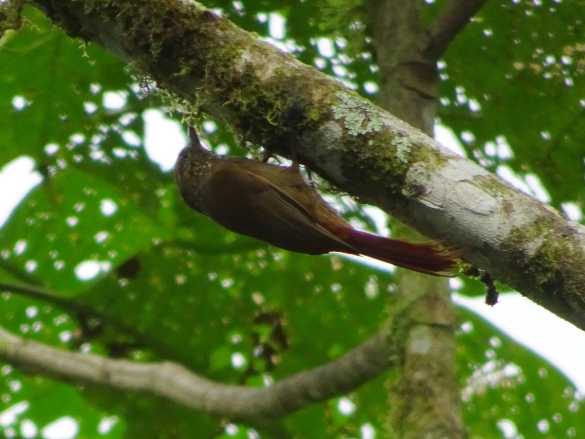 Wedge-billed Woodcreeper - ML144184791