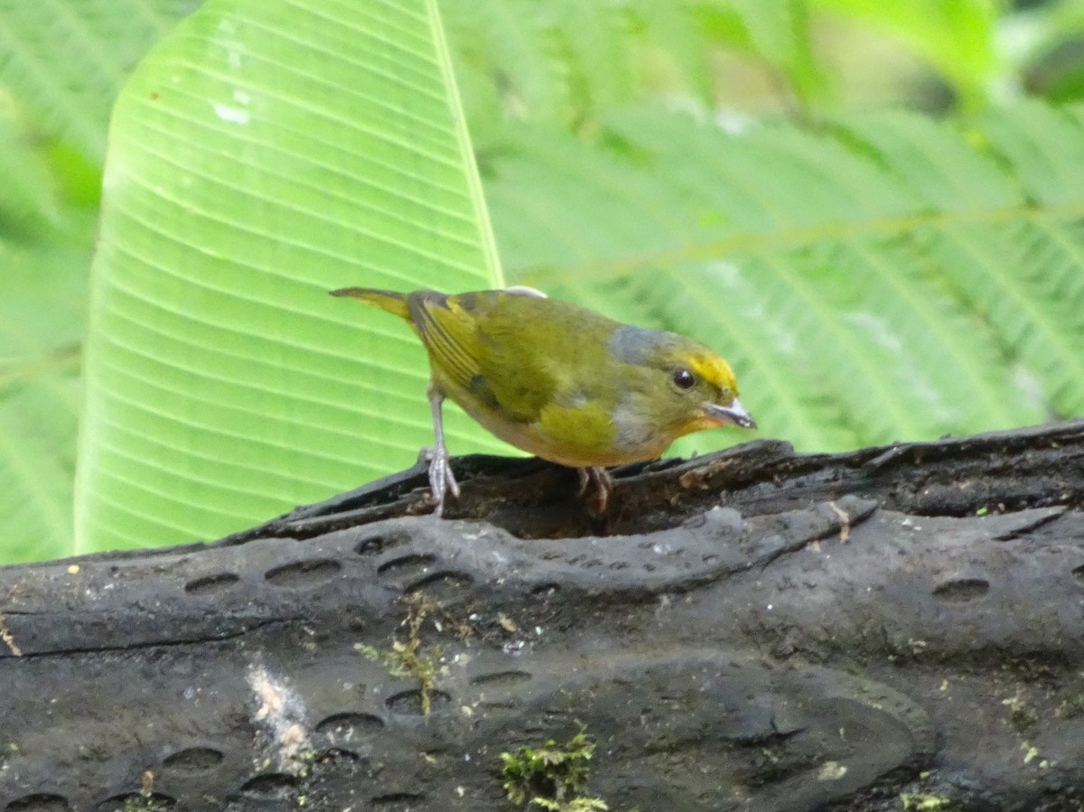 Orange-bellied Euphonia - ML144186081