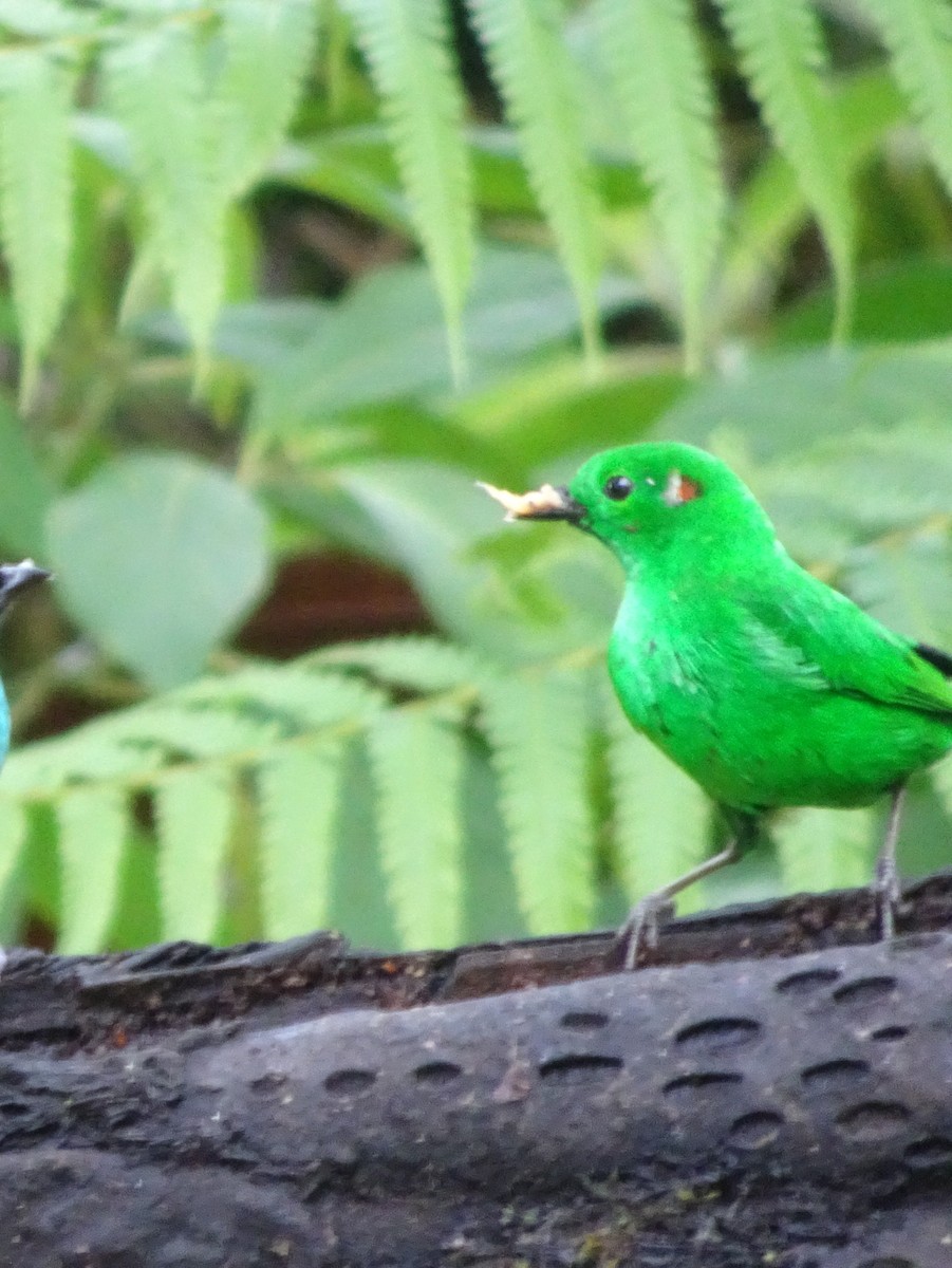 Glistening-green Tanager - ML144186291