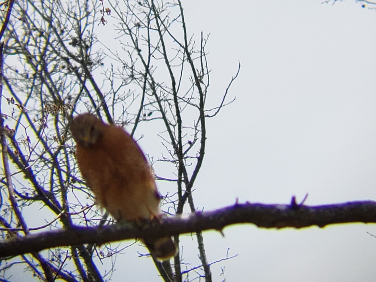 Red-shouldered Hawk - ML144186751