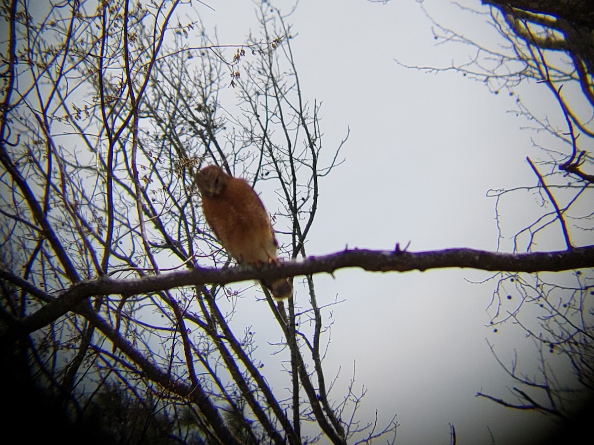 Red-shouldered Hawk - ML144186781