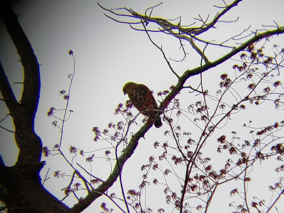 Red-shouldered Hawk - ML144186791