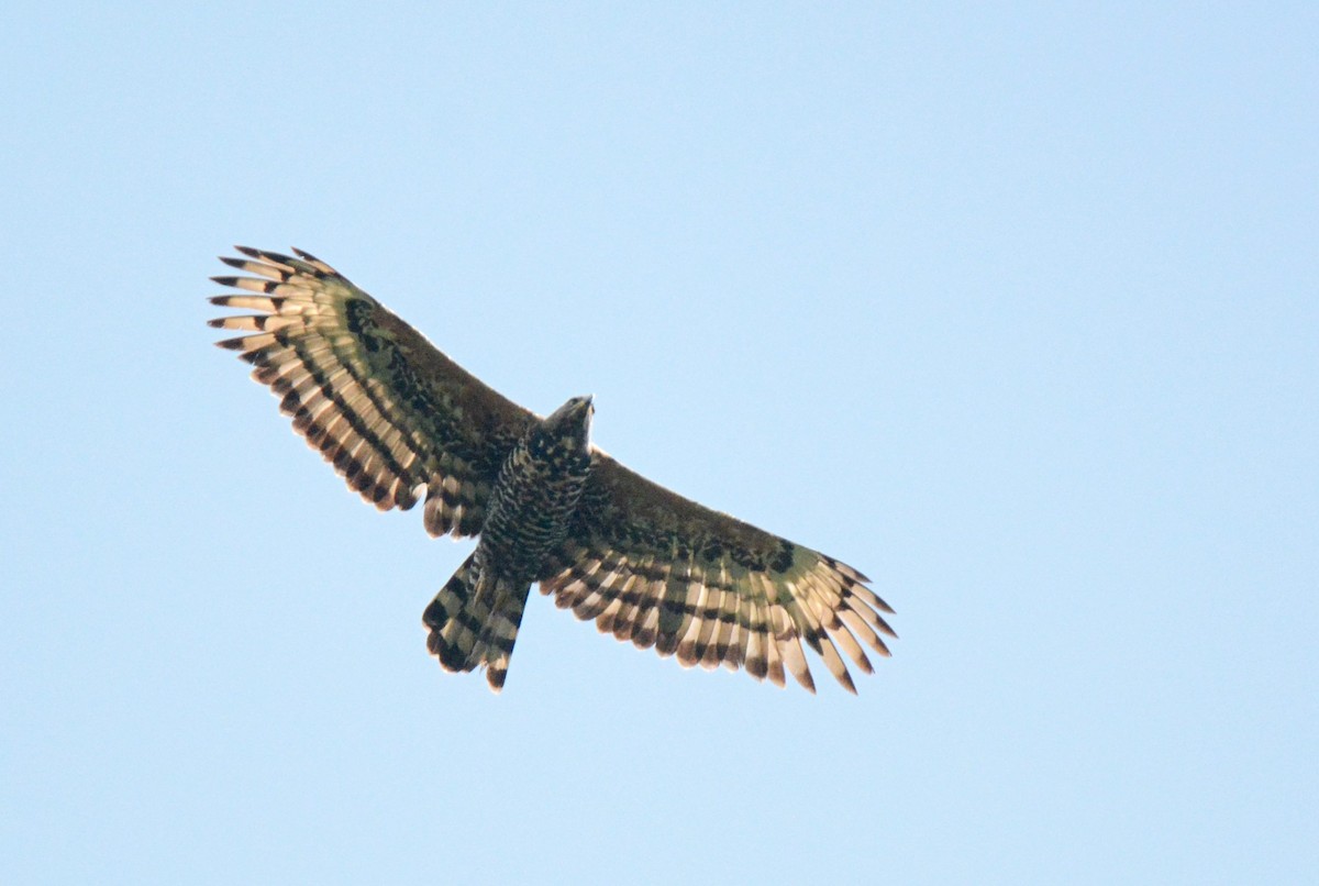 Crowned Eagle - ML144186821