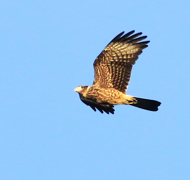 Yellow-headed Caracara - ML144187111