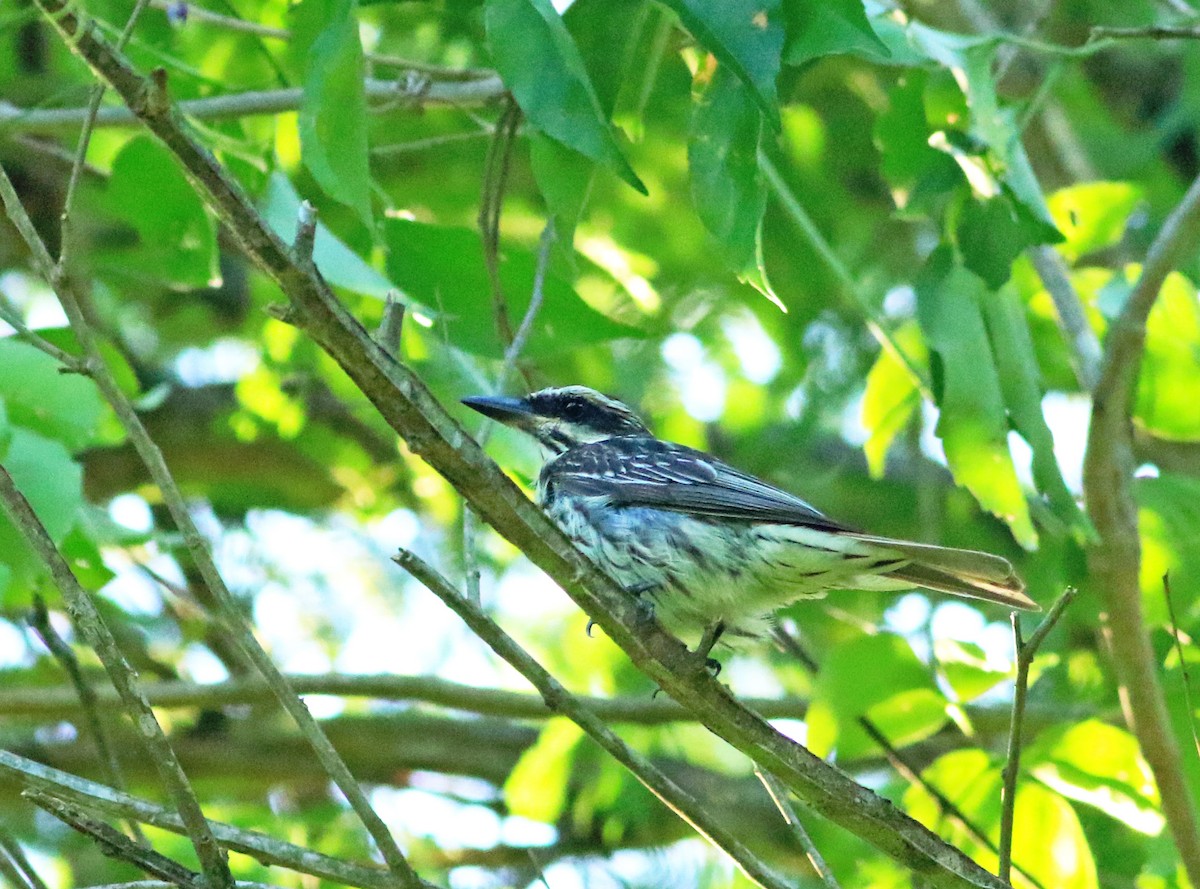 Streaked Flycatcher - ML144187711