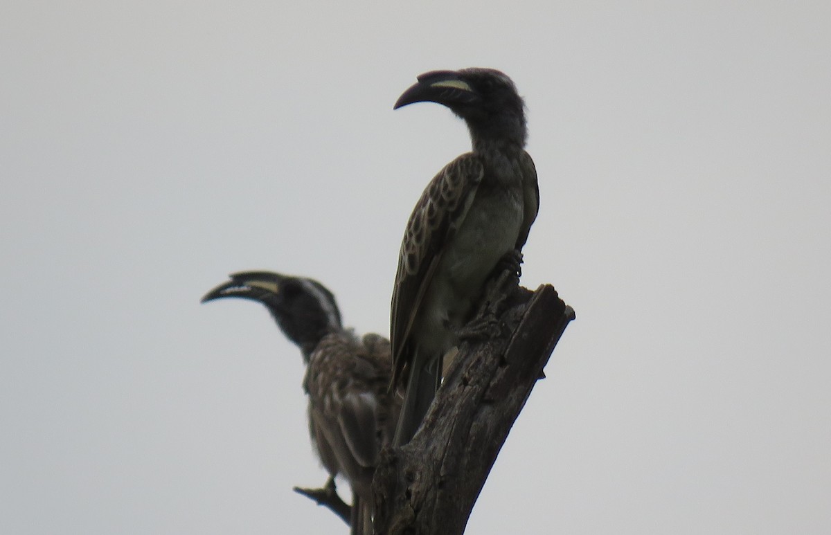 African Gray Hornbill - ML144190641