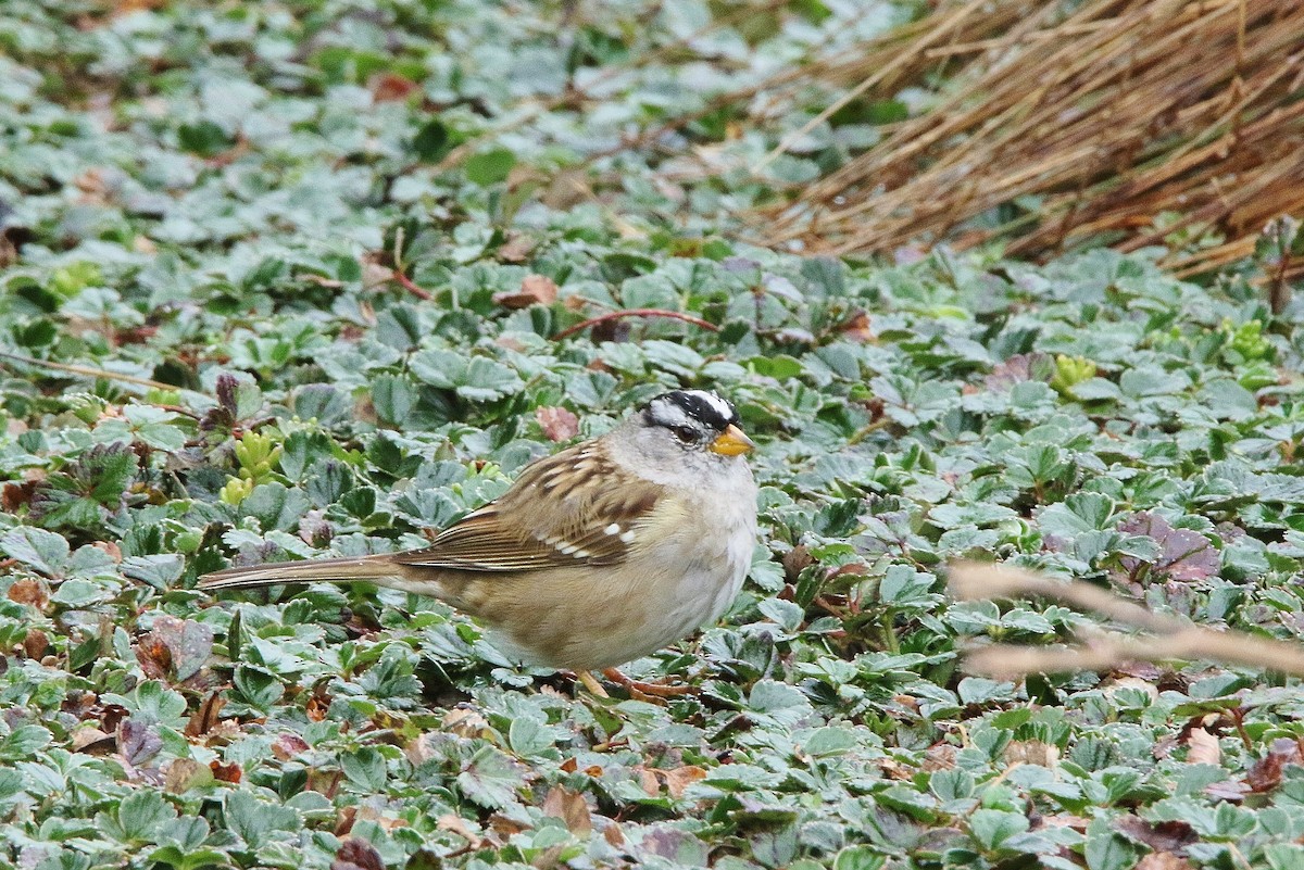 White-crowned Sparrow - ML144191891