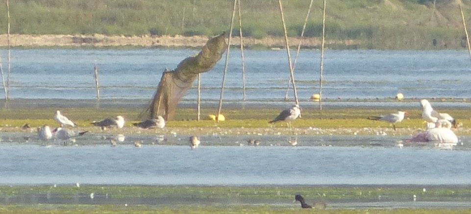 Caspian Tern - ML144192181