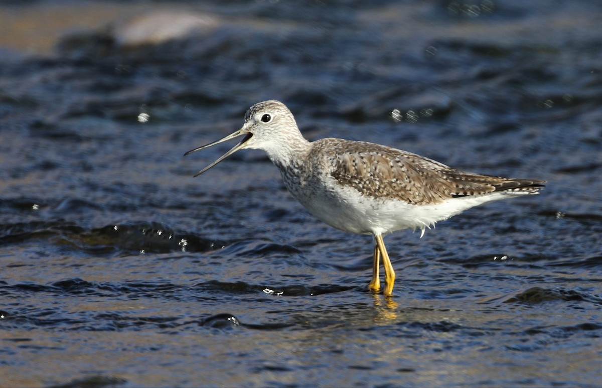 Greater Yellowlegs - Melinda  Berger