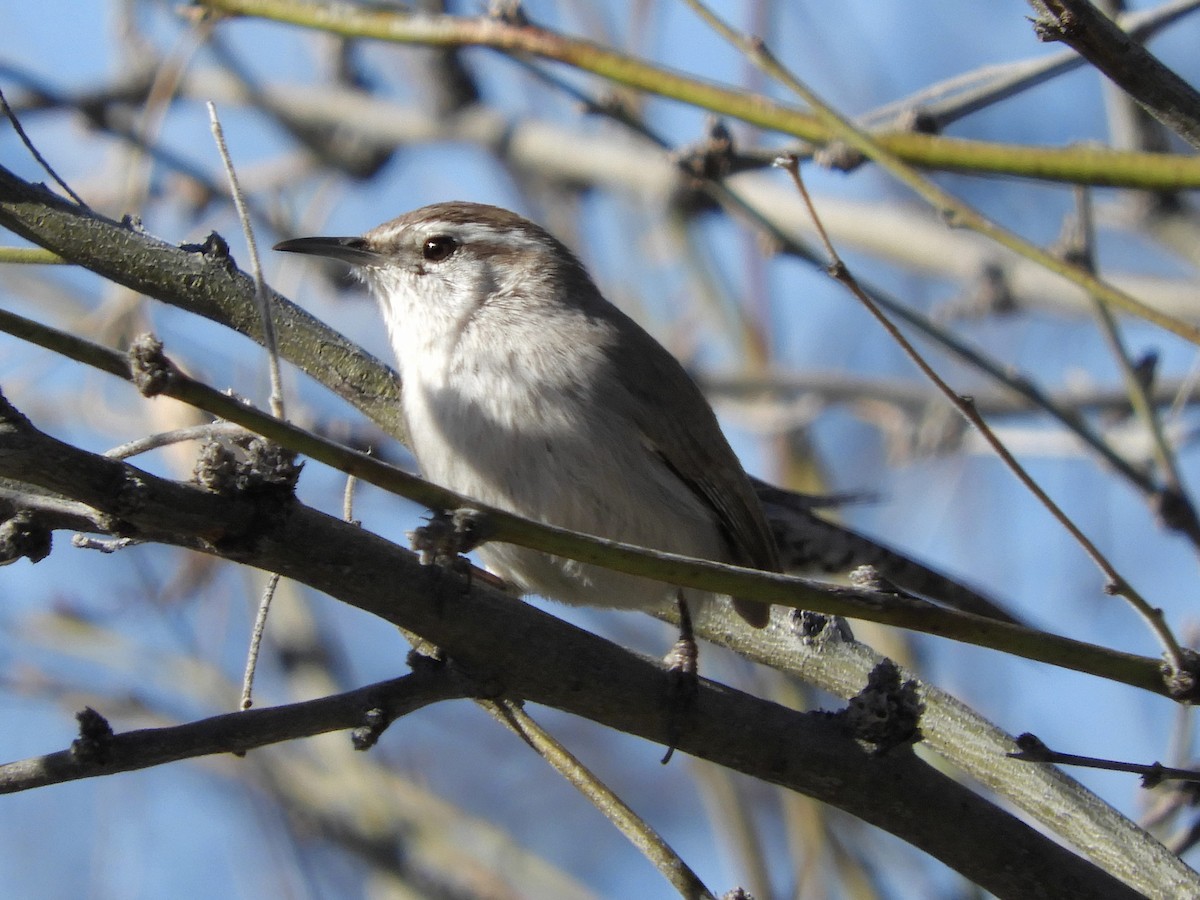 Bewick's Wren - ML144192461