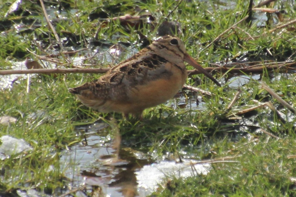 American Woodcock - ML144192541