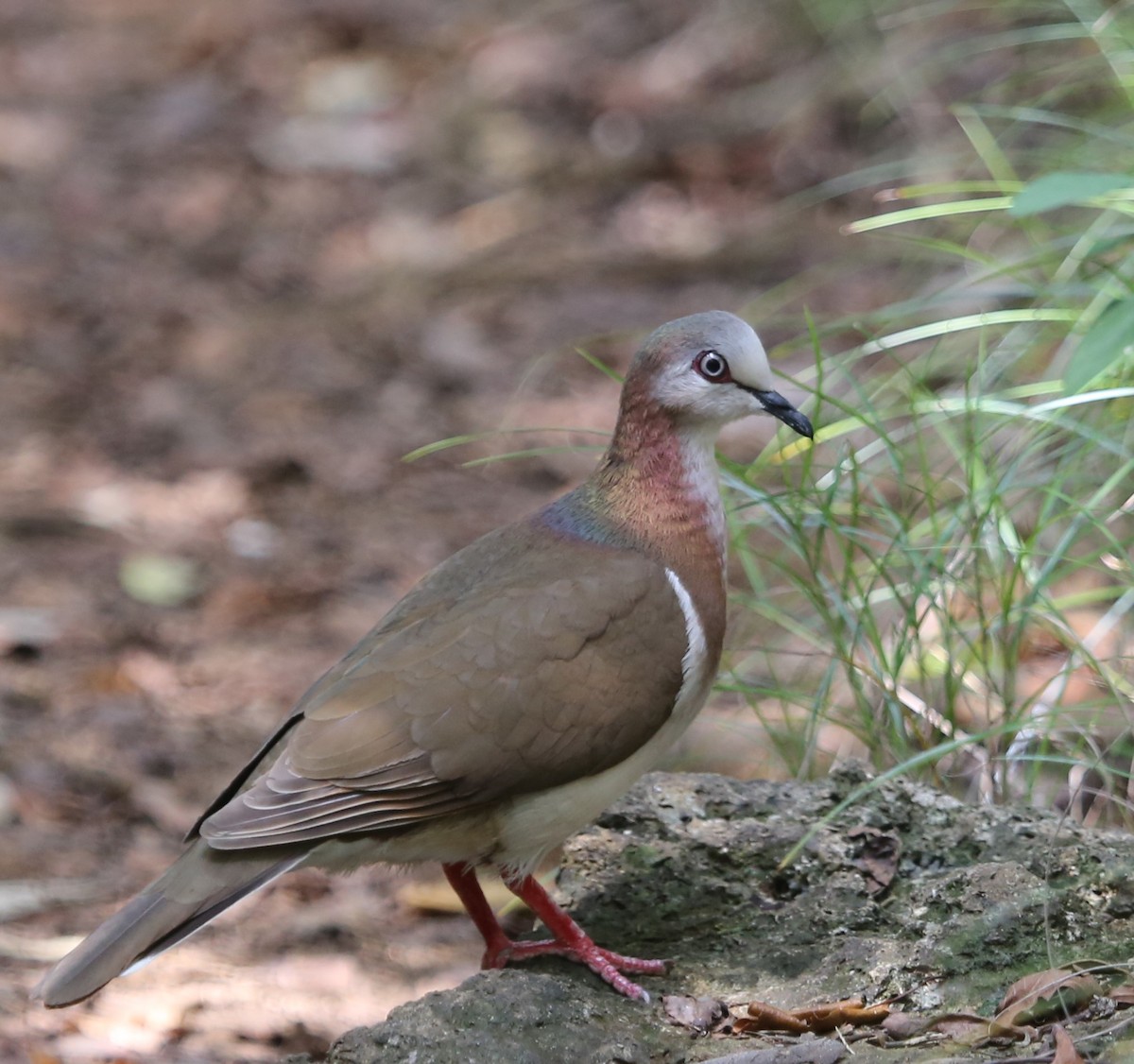 Caribbean Dove - Ceri James