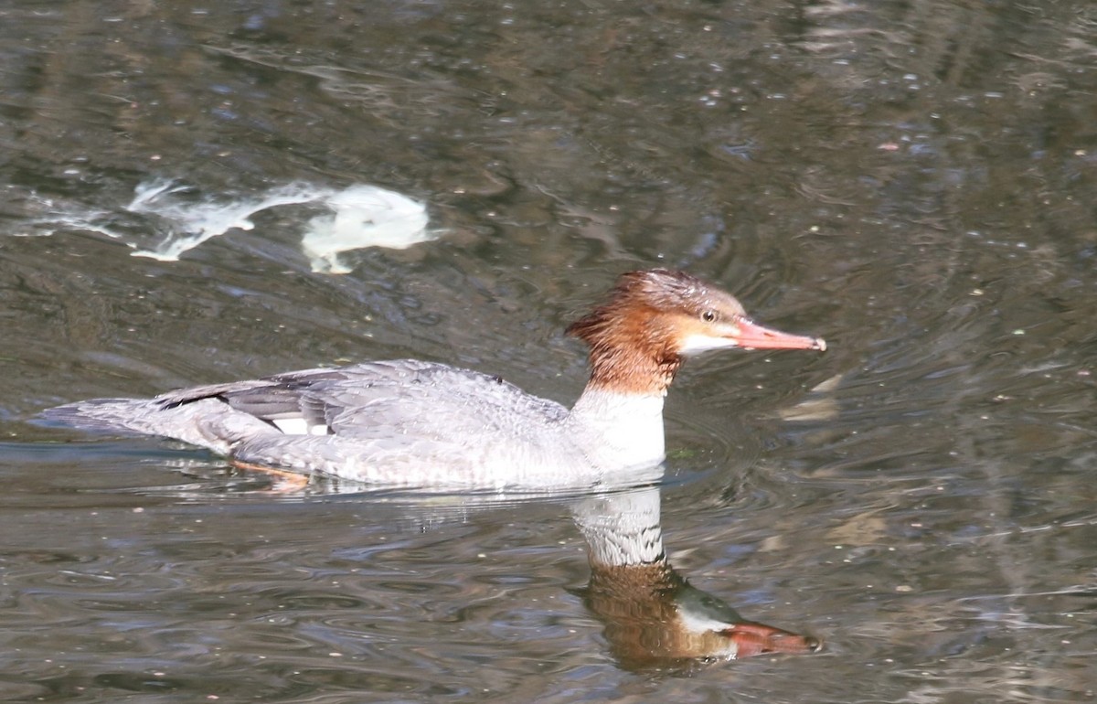 Common Merganser - Melinda  Berger