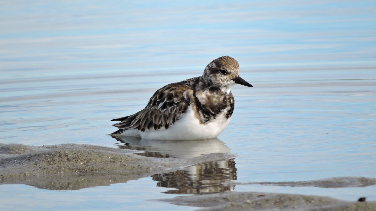 Ruddy Turnstone - ML144193181