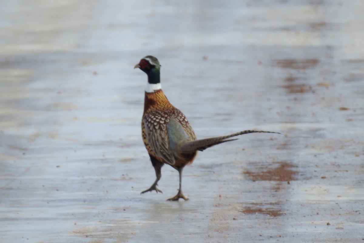 Ring-necked Pheasant - ML144194501