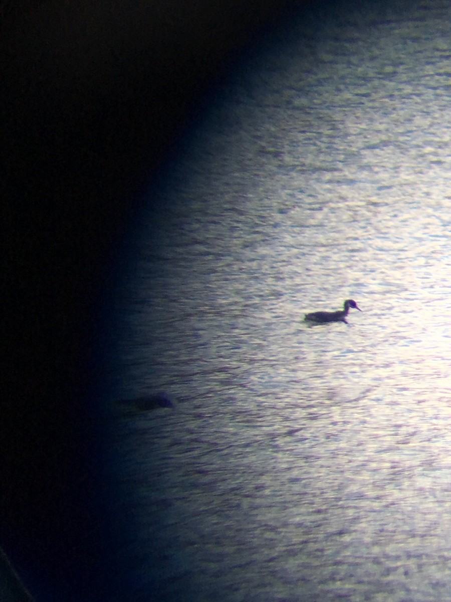 Red-necked Grebe - ML144195401