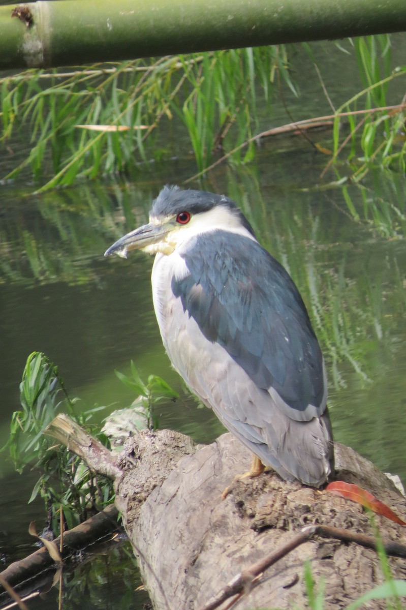 Black-crowned Night Heron - ML144196641