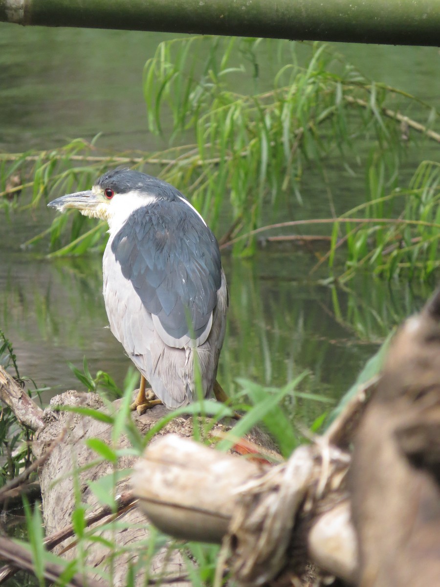 Black-crowned Night Heron - ML144196671