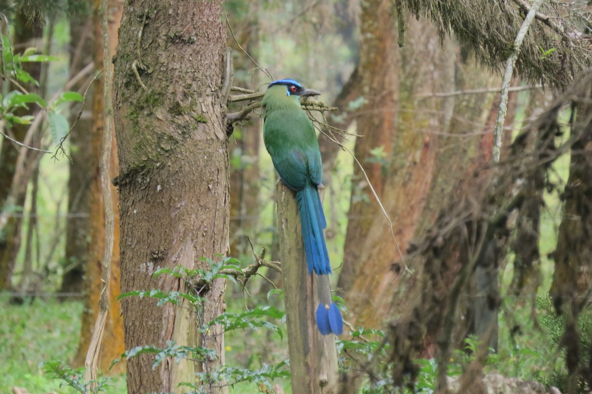 Motmot d'Équateur - ML144196801