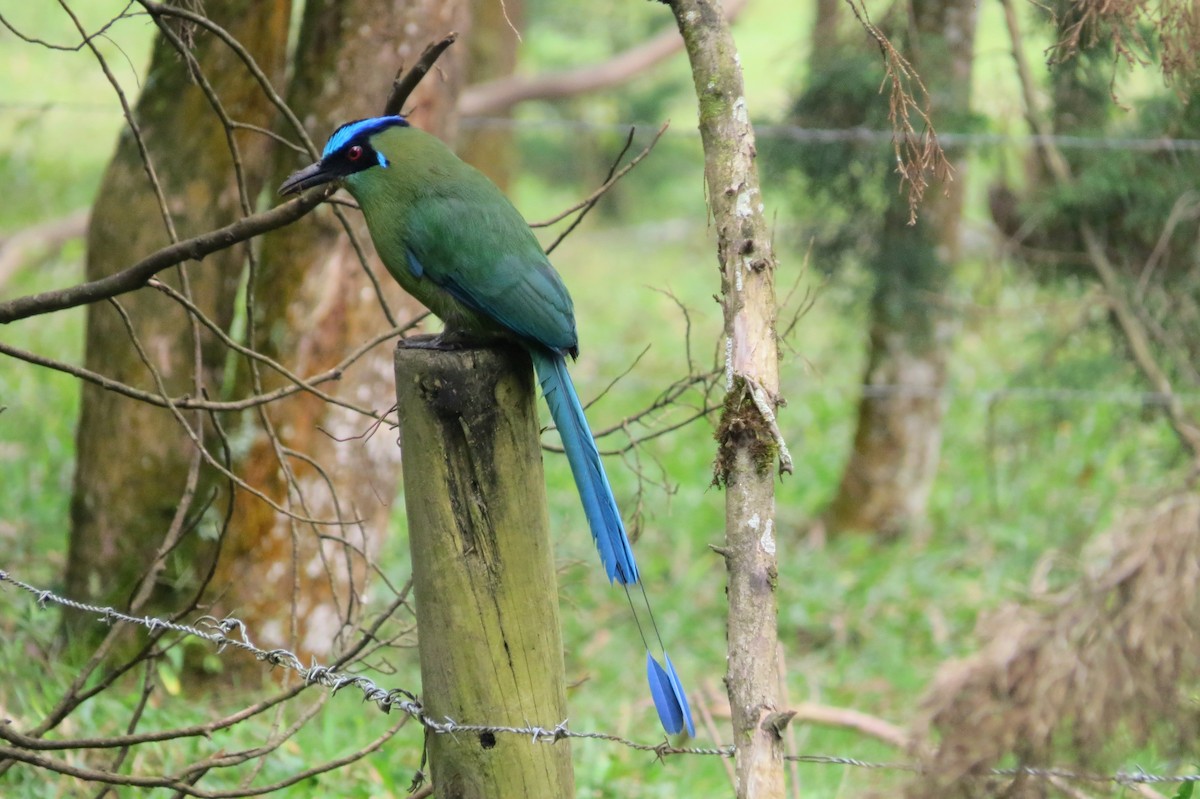 Motmot d'Équateur - ML144196821