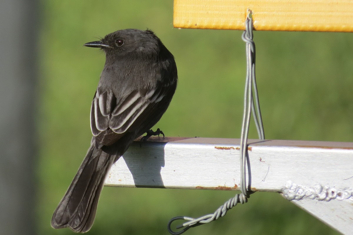 Black Phoebe - ML144196861