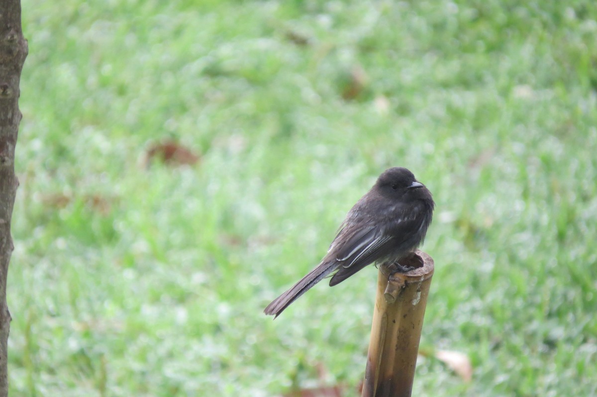 Black Phoebe - ML144196941