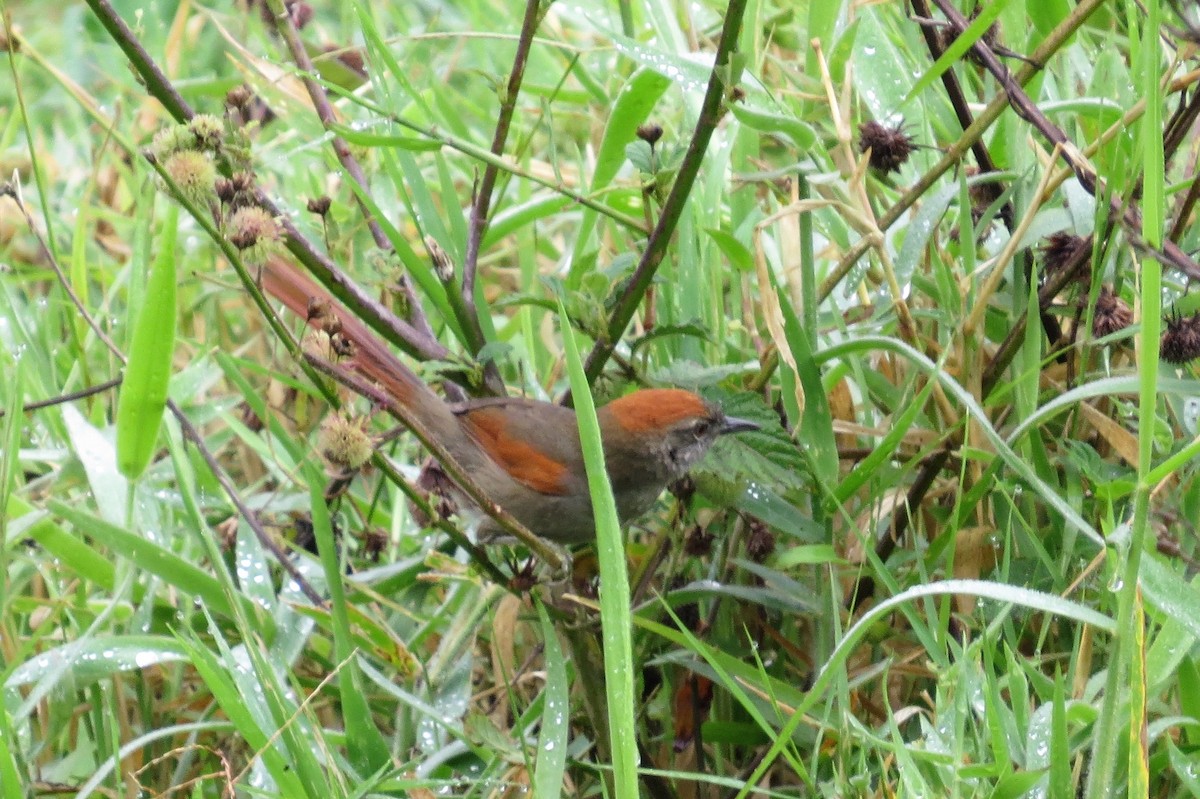 Azara's Spinetail - ML144197071